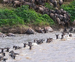 Safari jusqu’aux rives de la rivière Mara 